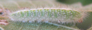 Larvae